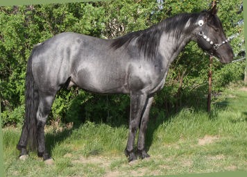 Blue roan stallion