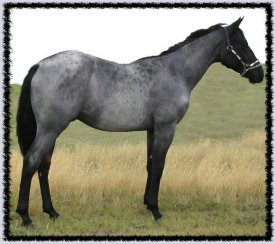 blue sanrose colonel as a yearling
