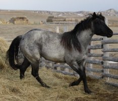 Blue Roan Quarter Horse Stallion