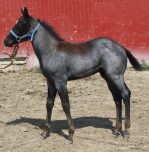 2013 blue roan stallion prospect at Mahlstedt Ranch, Montana