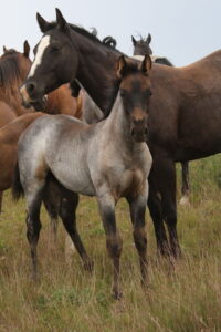 2013 Mahlstedt Ranch blue roan 2013 stud colt