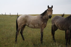 Photo taken in rain Aug 2013 to show where scars are located