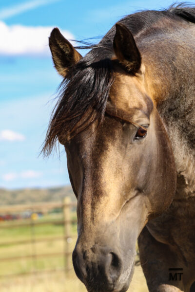 buckskin roan Quarter Horse stallion - face shot