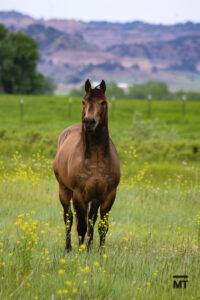 buckskin roan Quarter Horse stallion