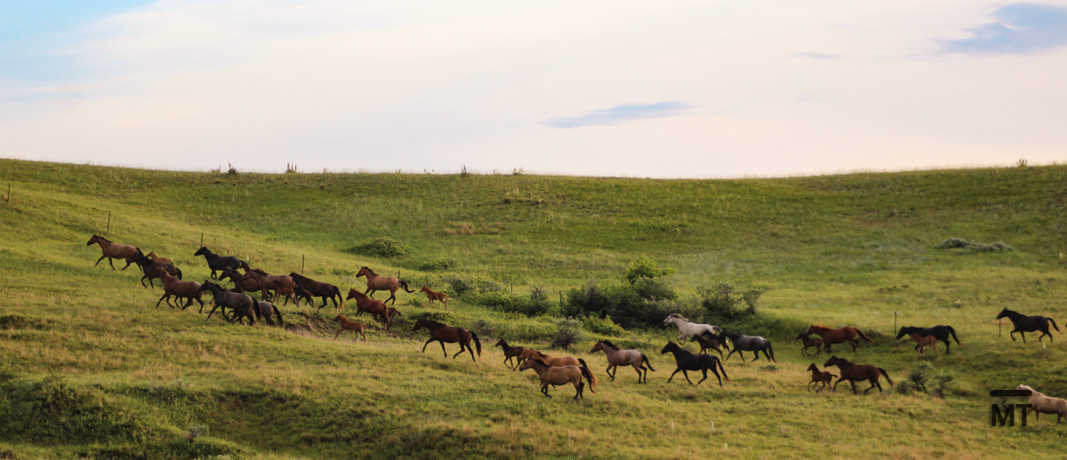 horses running in pasture