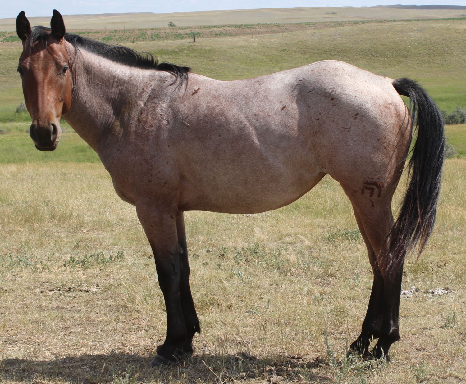 2018 Mahlstedt Ranch Bay Roan Quarter Horse filly for sale