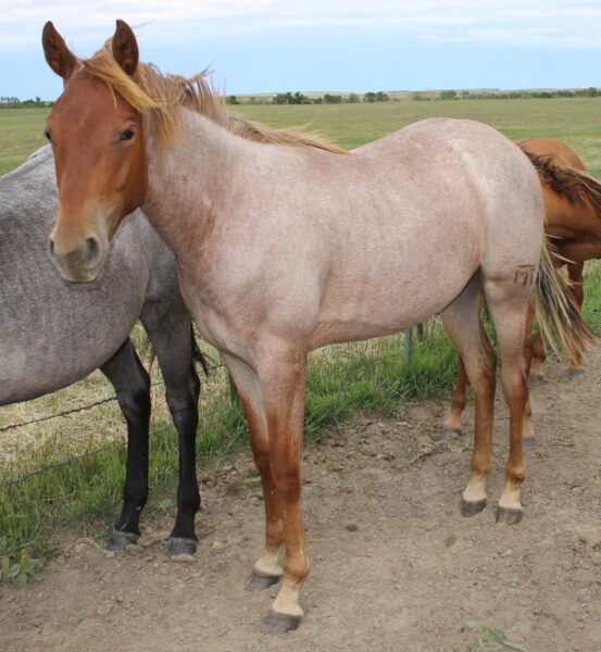 2019 Mahlstedt Ranch Red Roan Quarter Horse filly for sale