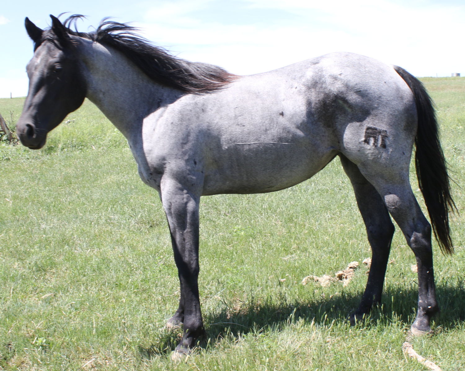 2017 Mahlstedt Ranch Blue Roan Quarter Horse filly for sale