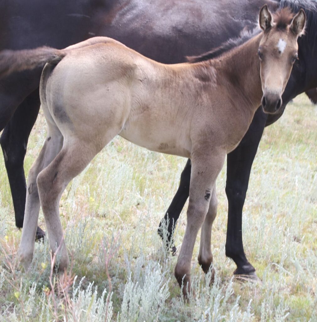 2019 Mahlstedt Ranch Buckskin Roan Quarter Horse stud colt for sale
