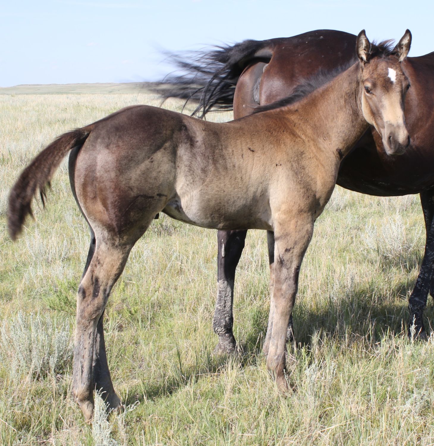 Buckskin Roan / Buckskin Roan Ranch Gelding - Wip ps ish buckskin roan