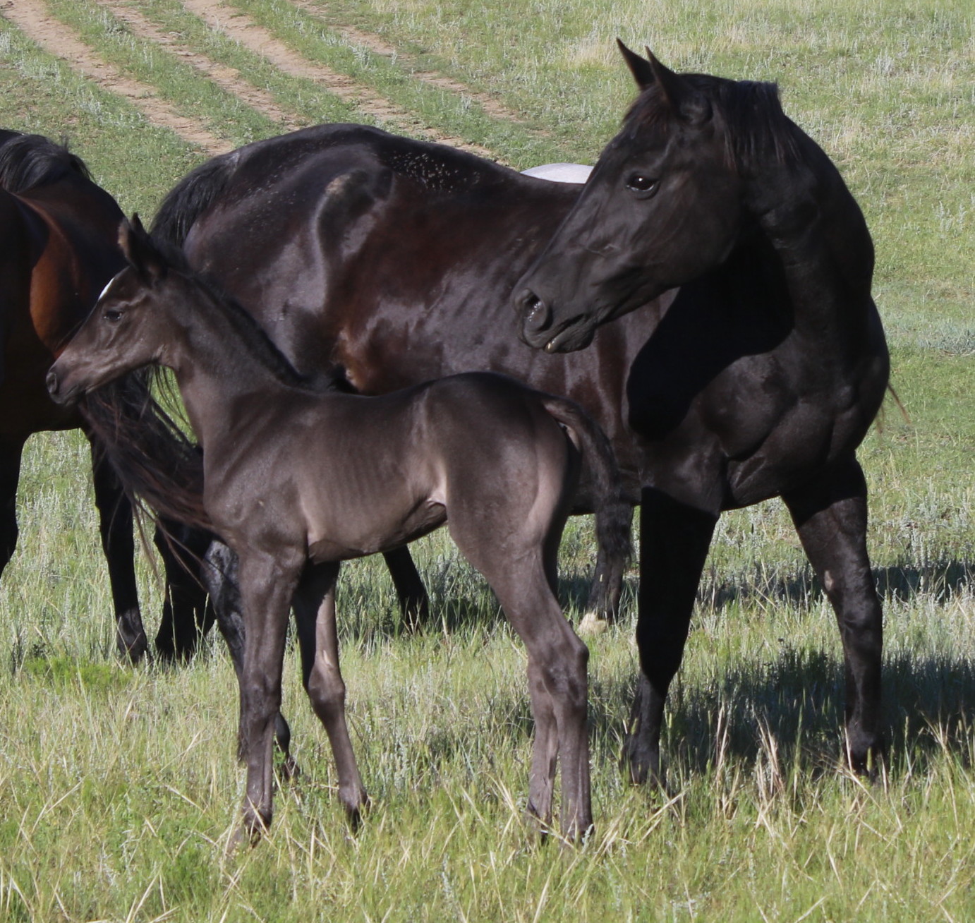 black quarter horse mare and foal
