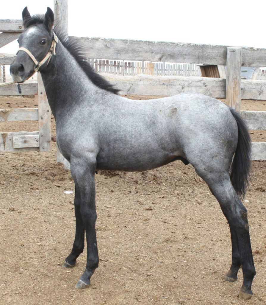 blue roan quarter horse colt