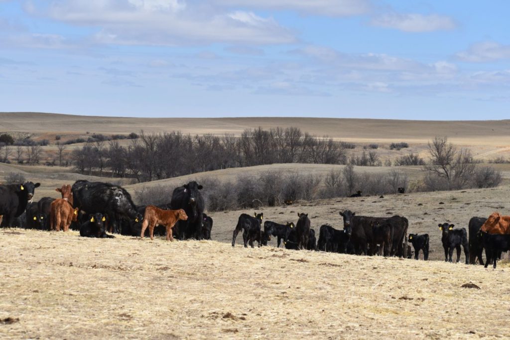 Cattle in a drought