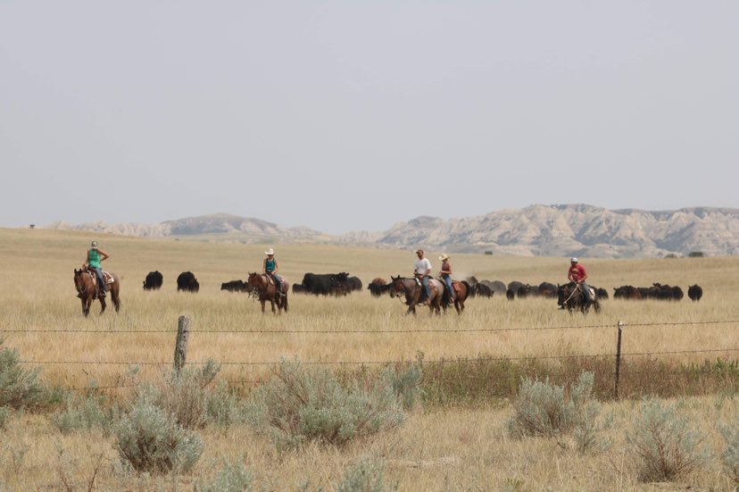 Remote ranch scene - horses, cattle and miles of open space