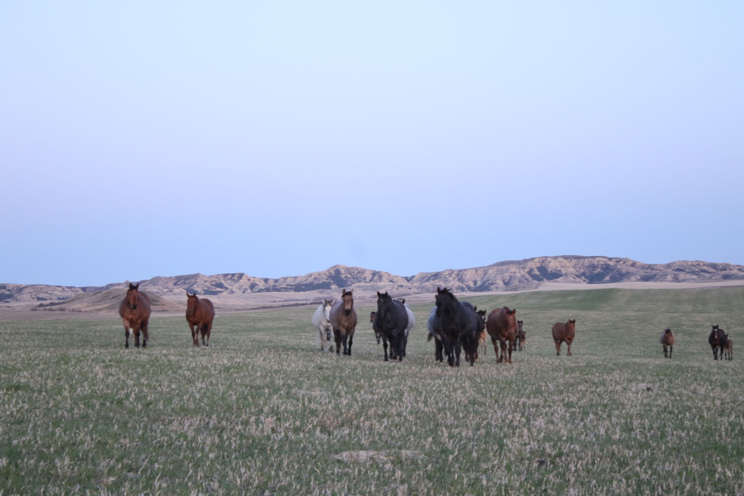 Quarter Horses in the pasture at Mahlstedt Ranch