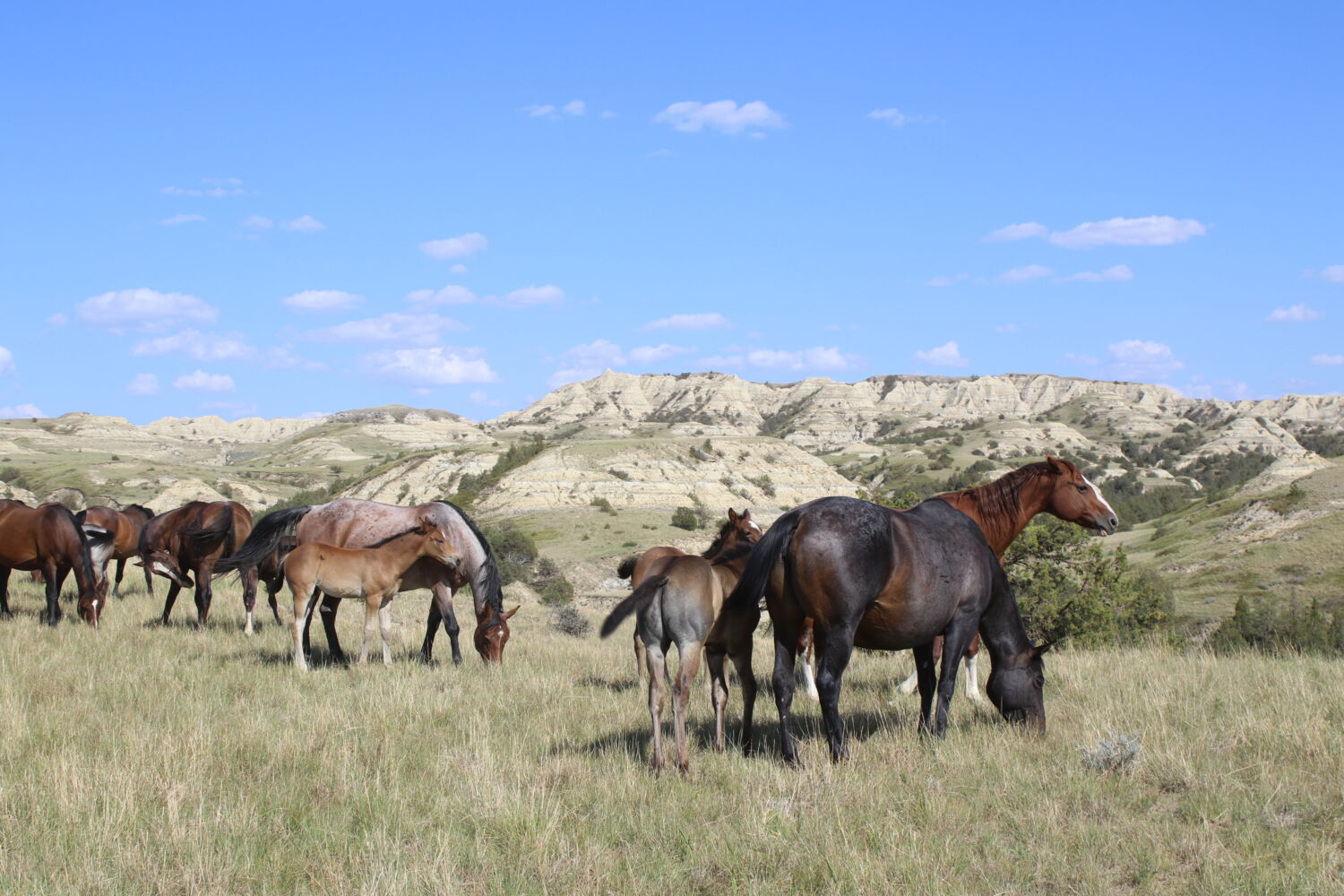 mares on pasture