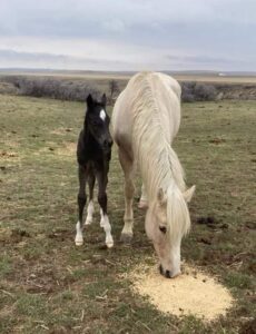 Blue Roan Colt with flashy markings