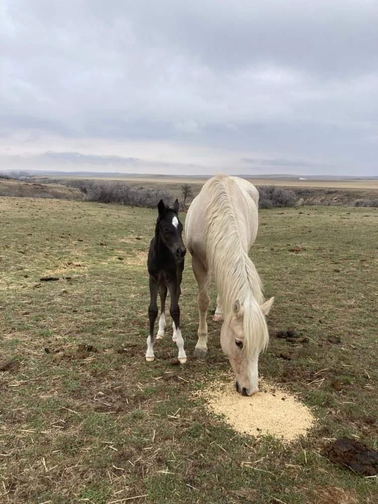 Blue roan colt with white markings.