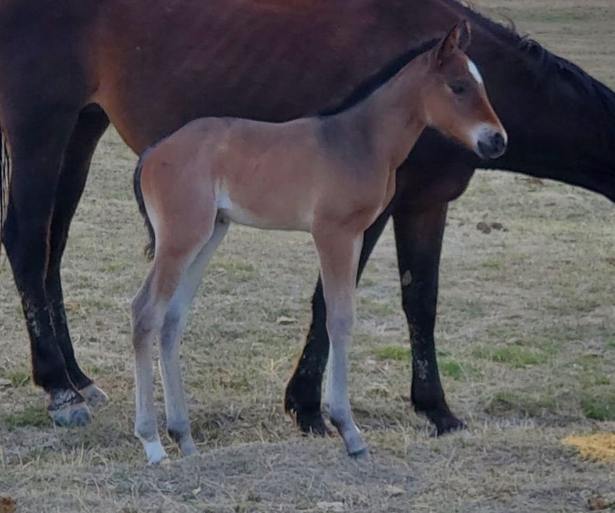 Bay roan quarter horse filly