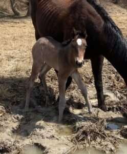 Quarter horse filly for sale