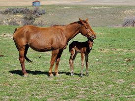 San Penny Red and her 2022 bay roan colt