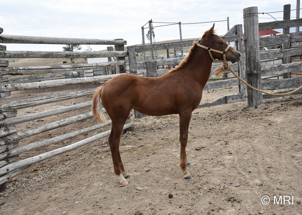 Pretty sorrel filly with a unique white patch!