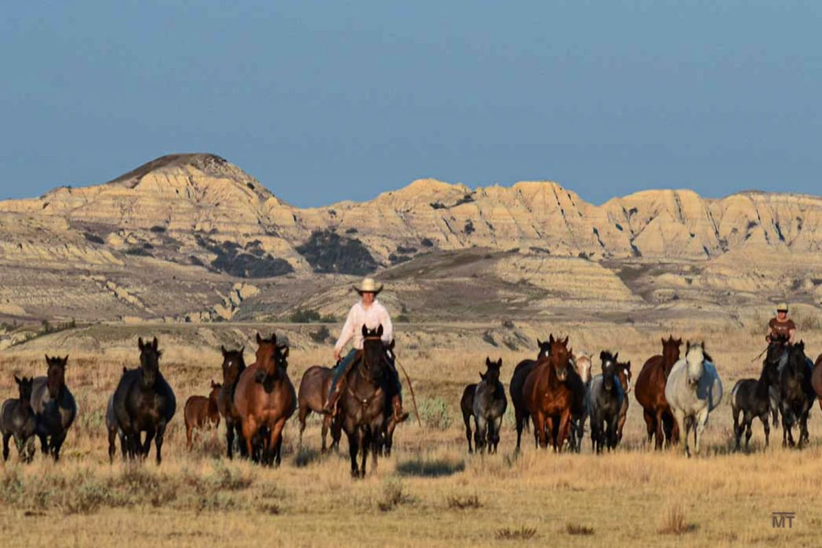 Rmares Ranch Our Ranch Horses – Mahlstedt Ranch Inc.